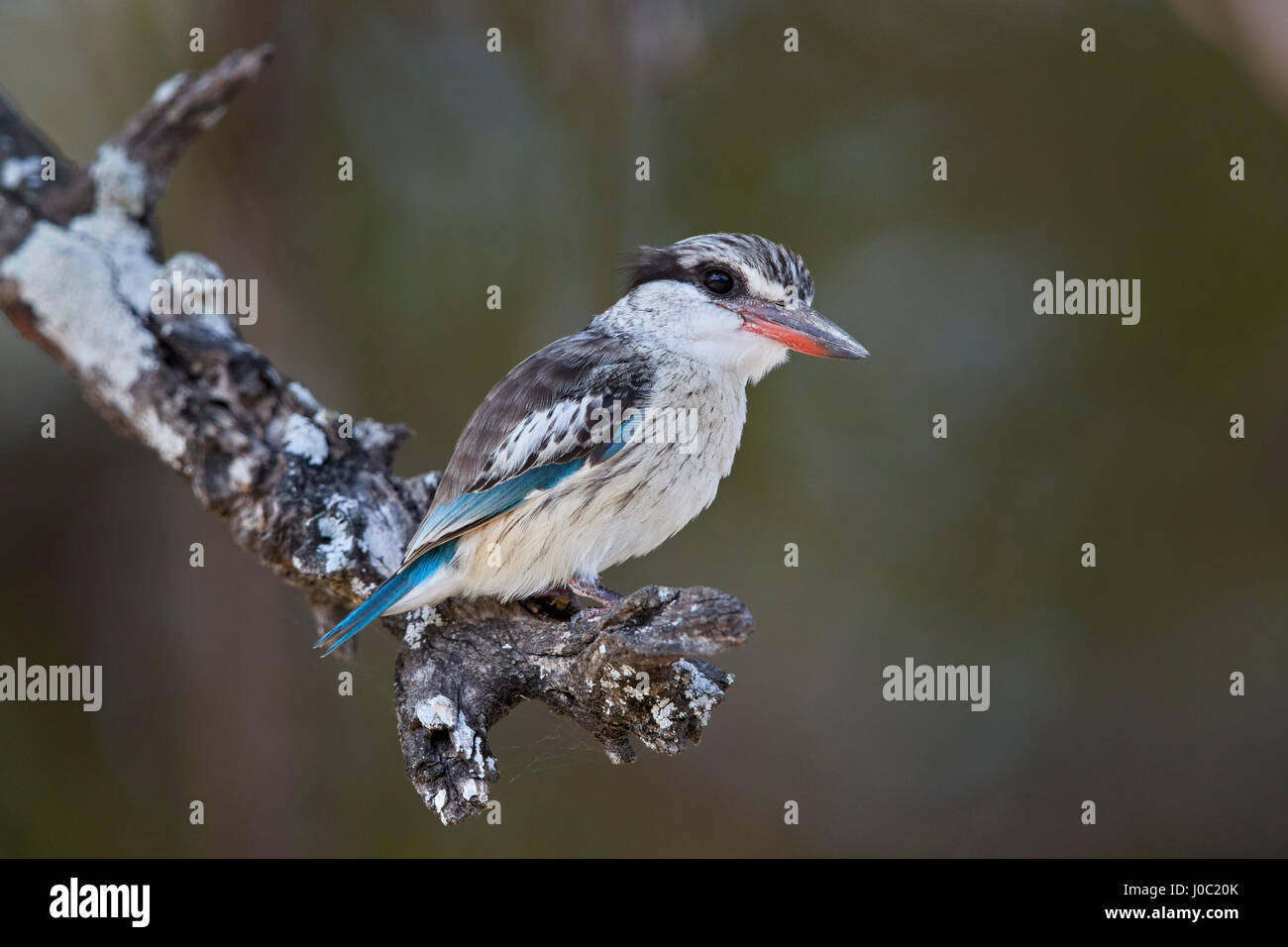 Gestreiftes Kingfisher (Halcyon Chelicuti), Männlich, Selous Game Reserve, Tansania Stockfoto