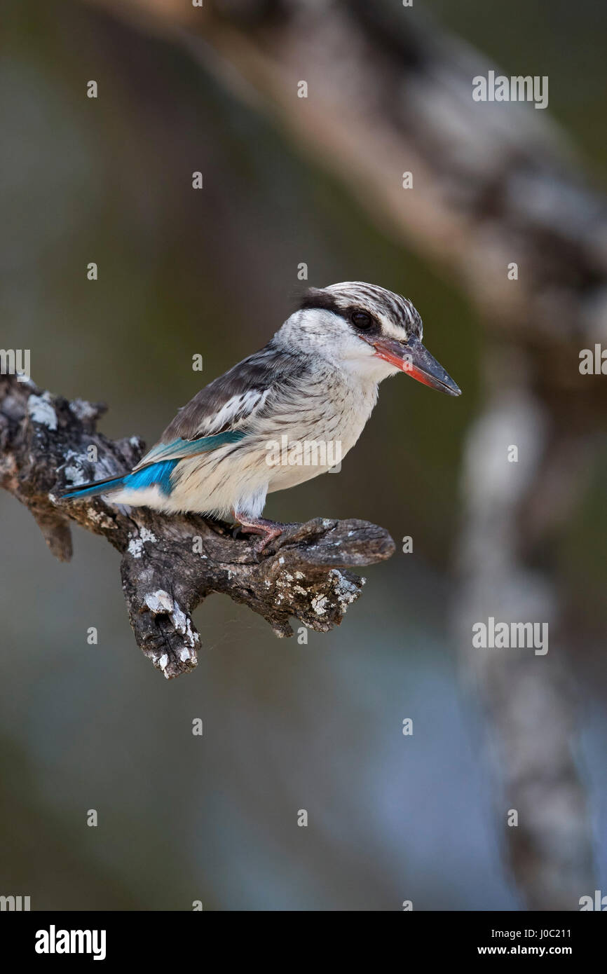 Gestreiftes Kingfisher (Halcyon Chelicuti), Männlich, Selous Game Reserve, Tansania Stockfoto