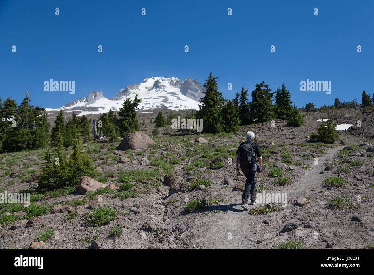 Lady-Wanderer zu Fuß auf einem Pfad am Mount Hood, Teil der Kaskadenkette, pazifischen Nordwesten, Oregon, USA Stockfoto