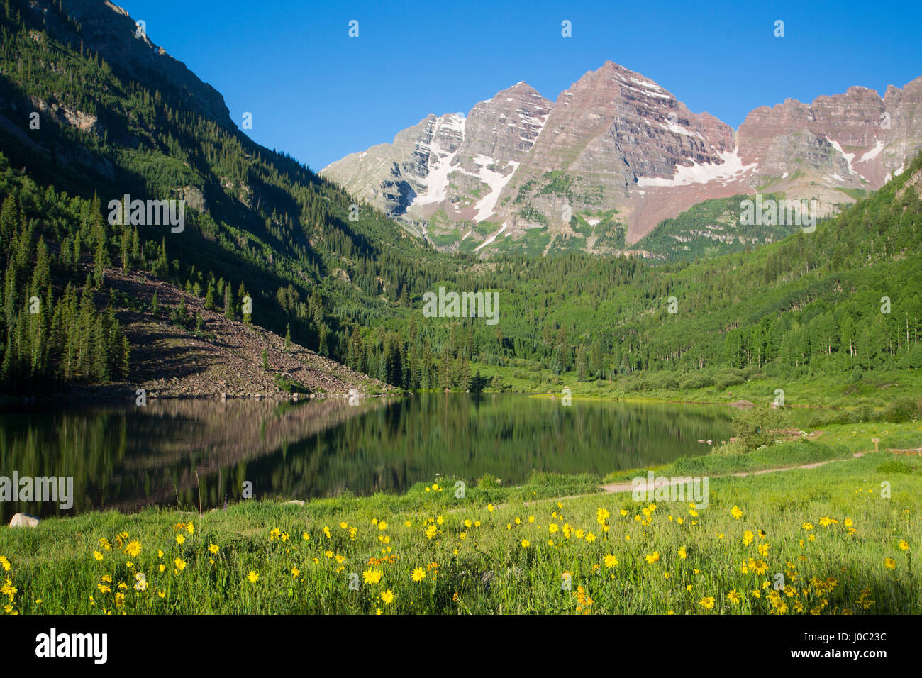Alpine Sonnenblumen, Maroon Lake, Maroon Bells Gipfeln im Hintergrund, Maroon Bells Scenic Area, Colorado, USA Stockfoto