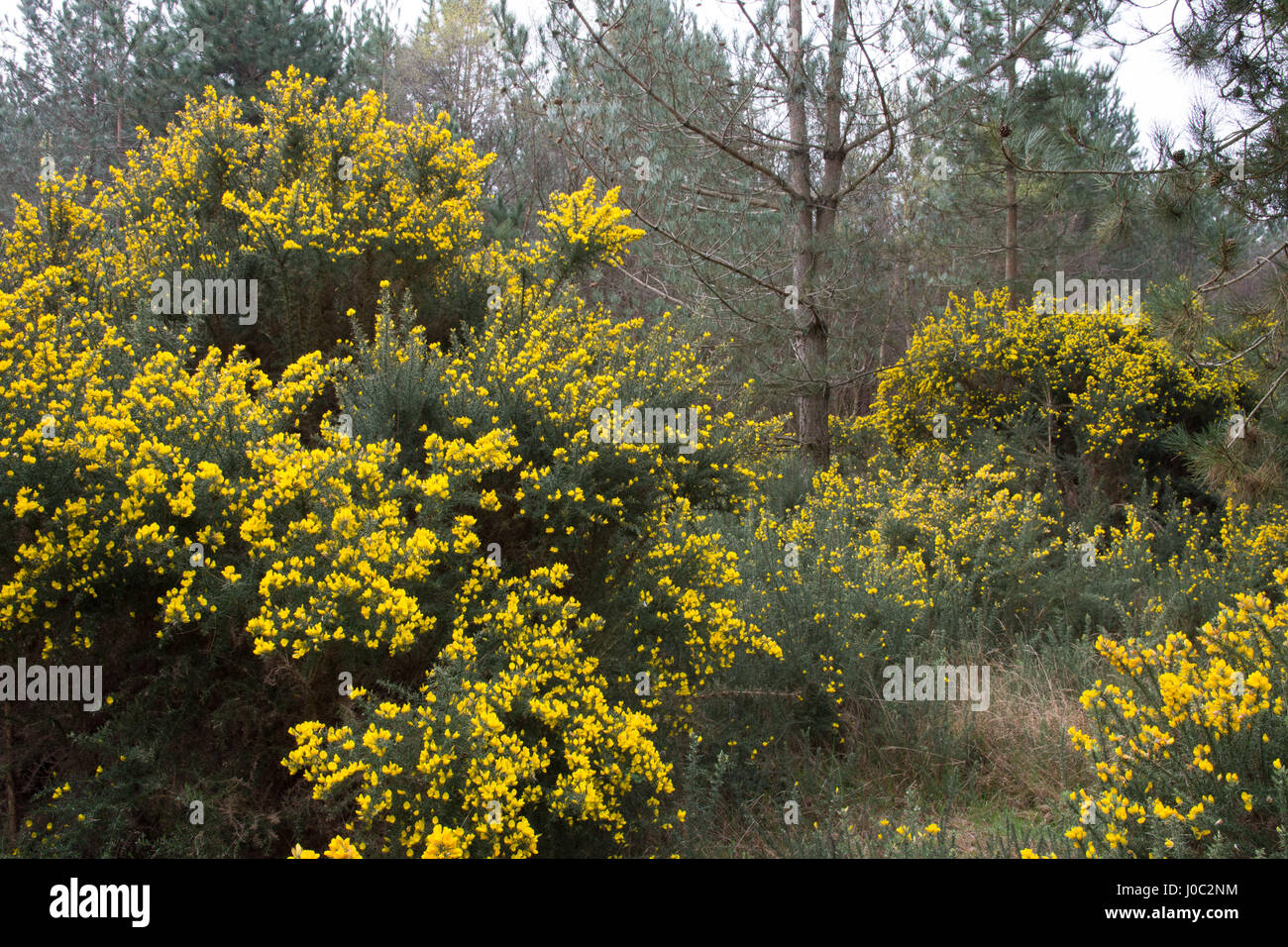 Blühende Ginster Sträucher in einem Waldgebiet Stockfoto