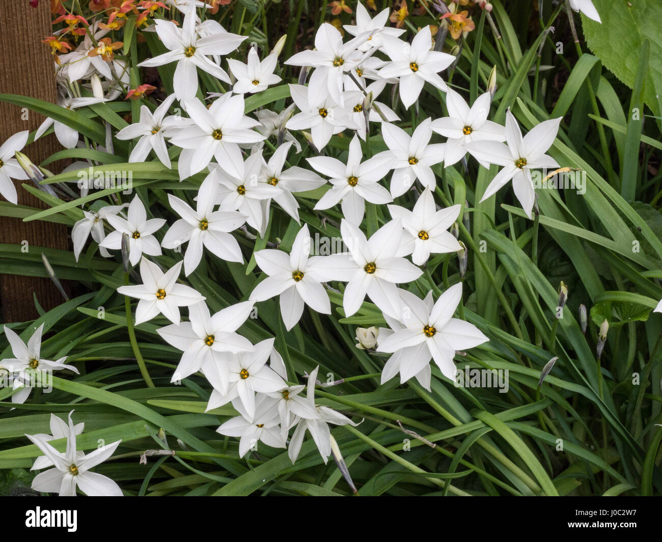 Nahaufnahme von einer Gruppe von Blumen Ipheion Alberto Castillo Stockfoto