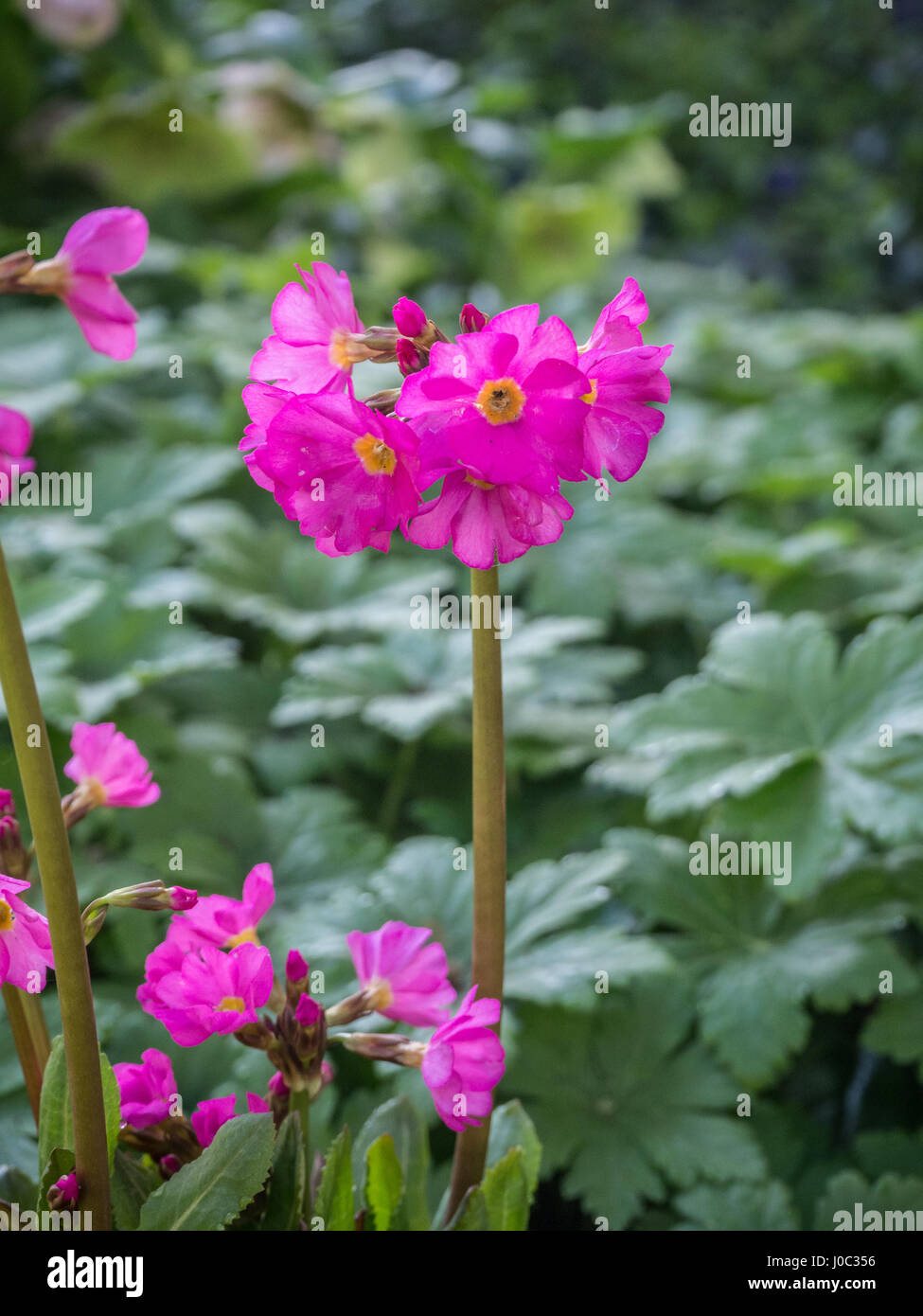 Nahaufnahme von einer einzigen Blüte von Primula Rosea Gigas Stockfoto