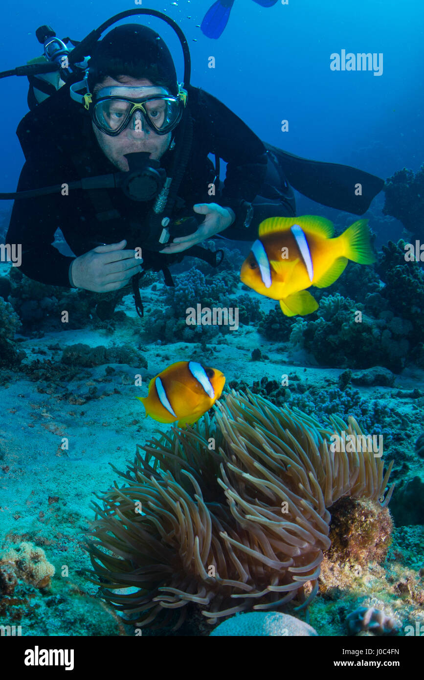 Scuba Diver betrachten Clownfische (Amphiprion Bicinctus), Marsa Alam, Ägypten Stockfoto