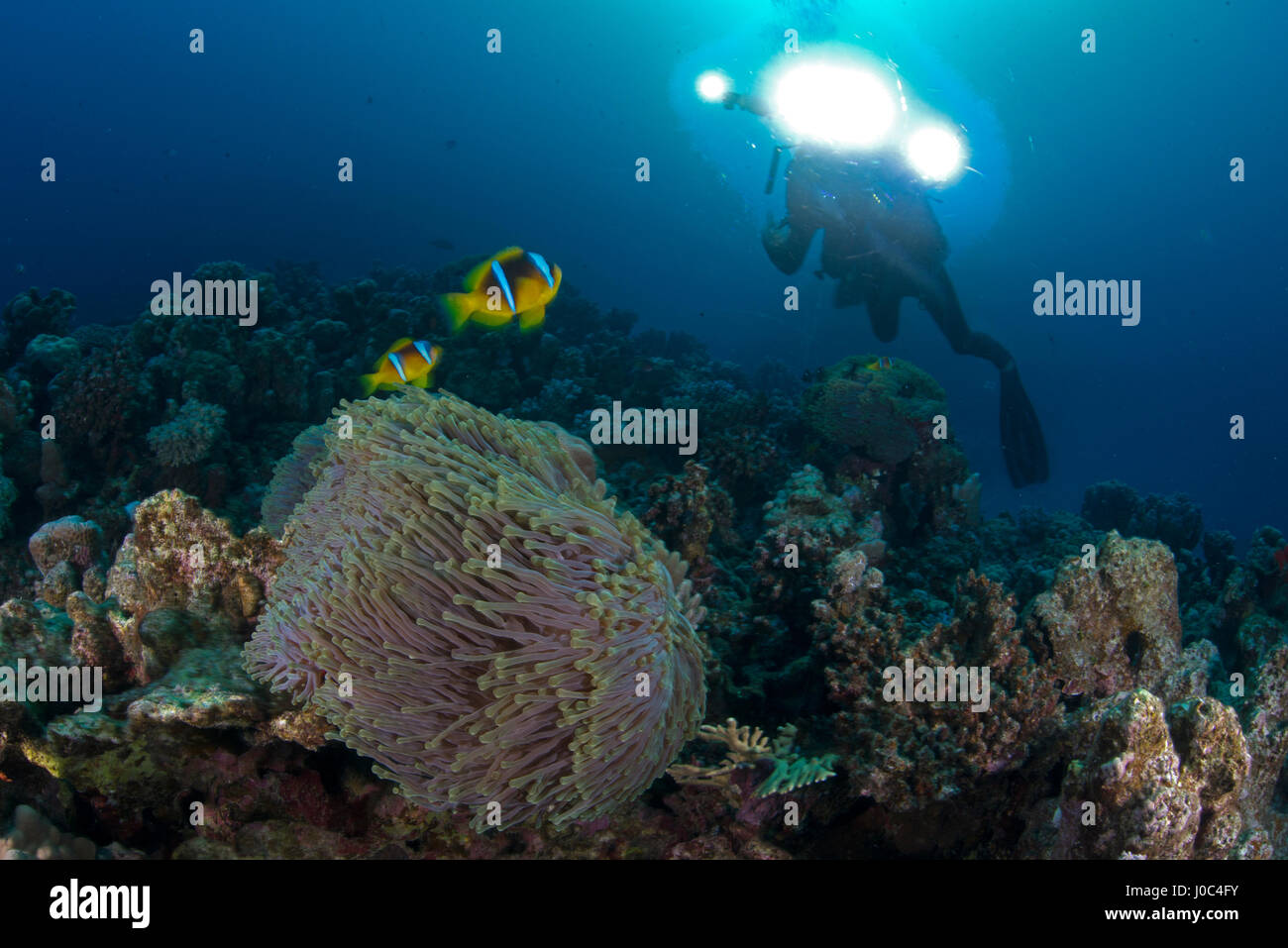 Scuba Diver Clownfische (Amphiprion Bicinctus), Marsa Alam, Ägypten Stockfoto