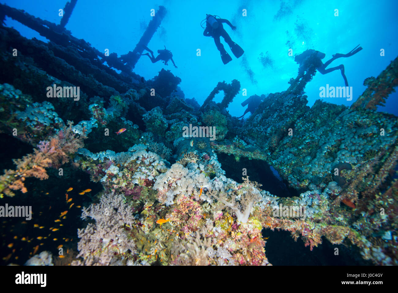 Taucher, die Untersuchung von Korallen bedeckt Schiffbruch, Rotes Meer, Marsa Alam, Ägypten Stockfoto
