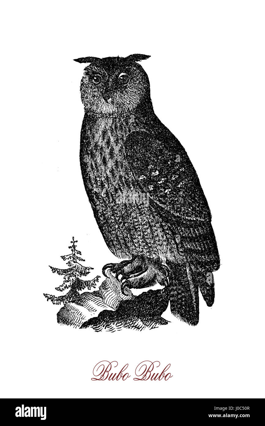 Die eurasische Adler-Eule (Bubo Bubo) ist eines der größten Arten der Eule. Seit Jahrtausenden gilt es als ein Symbol der Weisheit. Stockfoto