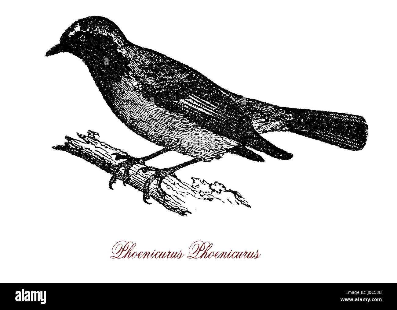 Der Gartenrotschwanz (Phoenicurus Phoenicurus) ist ein kleiner Singvogel Vogel. Der Name Phoenicurus ist aus antiken griechischen Phoinix, 'rot' und -Ouros-"tailed". Stockfoto
