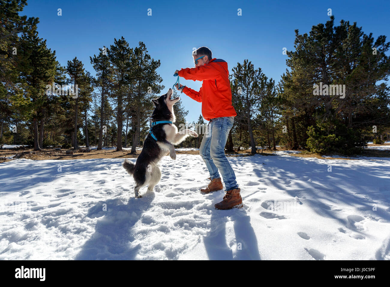 Reifer Mann mit Hund im Schnee spielen bedeckt Wald Stockfoto