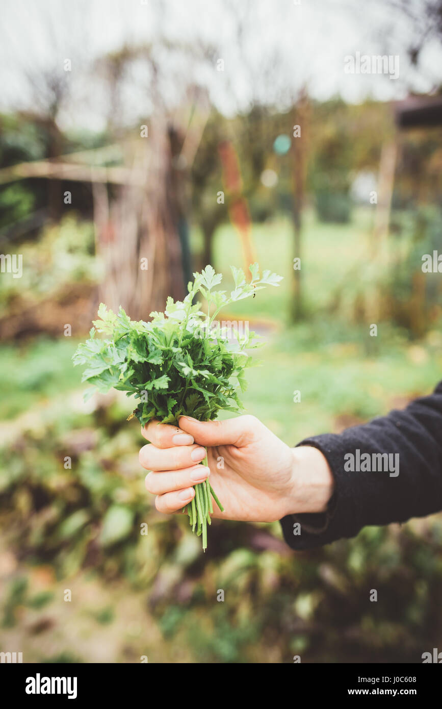 Hand der jungen Frau mit Bund Kräuter im Garten Stockfoto
