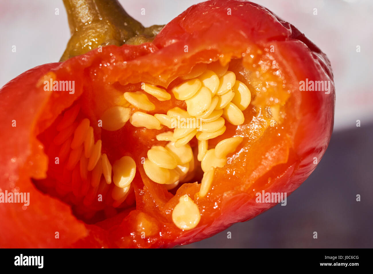 Eingelegte heiße rote Paprika, teilweise gegessen Stockfoto