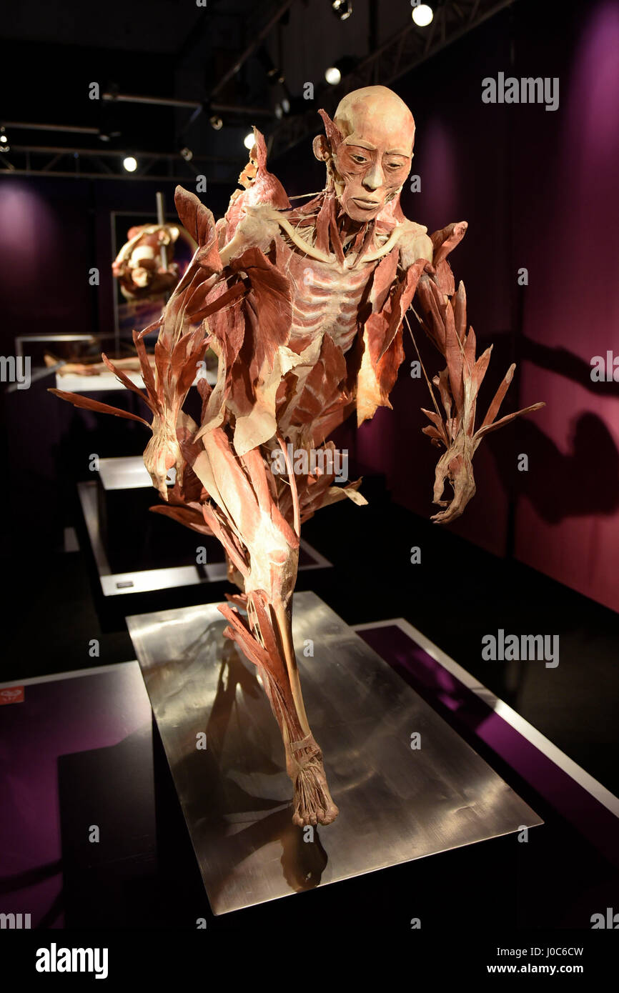 Reale Körper, die größte Wanderausstellung mit 40 Leichen und 350 Organe (Dank einer speziellen Technik bekannt als Plastination konserviert) ist sh Stockfoto Reale Körper, die größte Wanderausstellung mit 40 Leichen und 350 Organe (Dank einer speziellen Technik bekannt als Plastination konserviert) ist sh Stockfoto