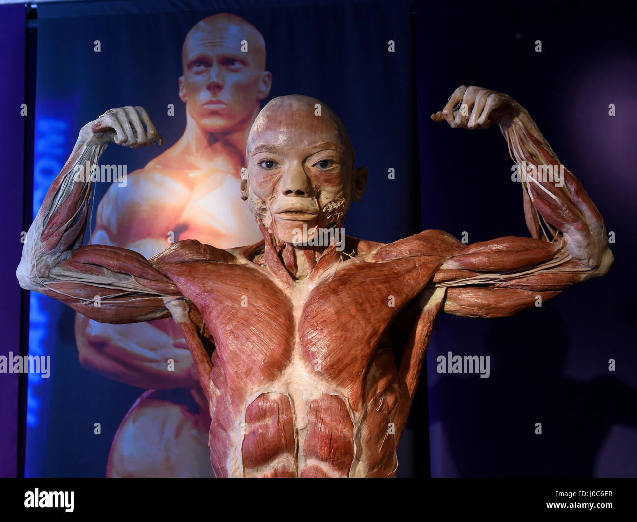 Reale Körper, die größte Wanderausstellung mit 40 Leichen und 350 Organe (Dank einer speziellen Technik bekannt als Plastination konserviert) ist sh Stockfoto Reale Körper, die größte Wanderausstellung mit 40 Leichen und 350 Organe (Dank einer speziellen Technik bekannt als Plastination konserviert) ist sh Stockfoto