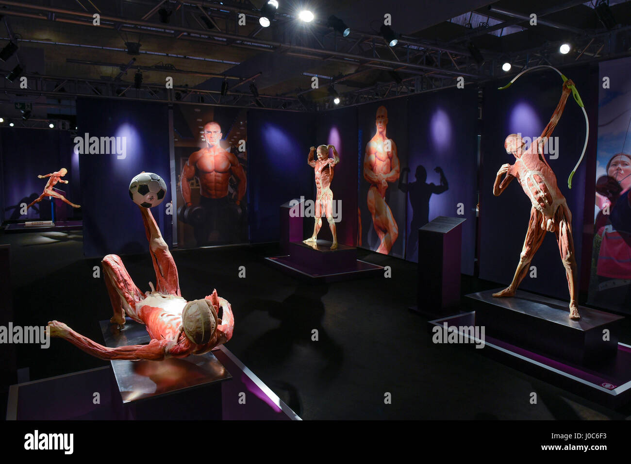 Reale Körper, die größte Wanderausstellung mit 40 Leichen und 350 Organe (Dank einer speziellen Technik bekannt als Plastination konserviert) ist sh Stockfoto Reale Körper, die größte Wanderausstellung mit 40 Leichen und 350 Organe (Dank einer speziellen Technik bekannt als Plastination konserviert) ist sh Stockfoto