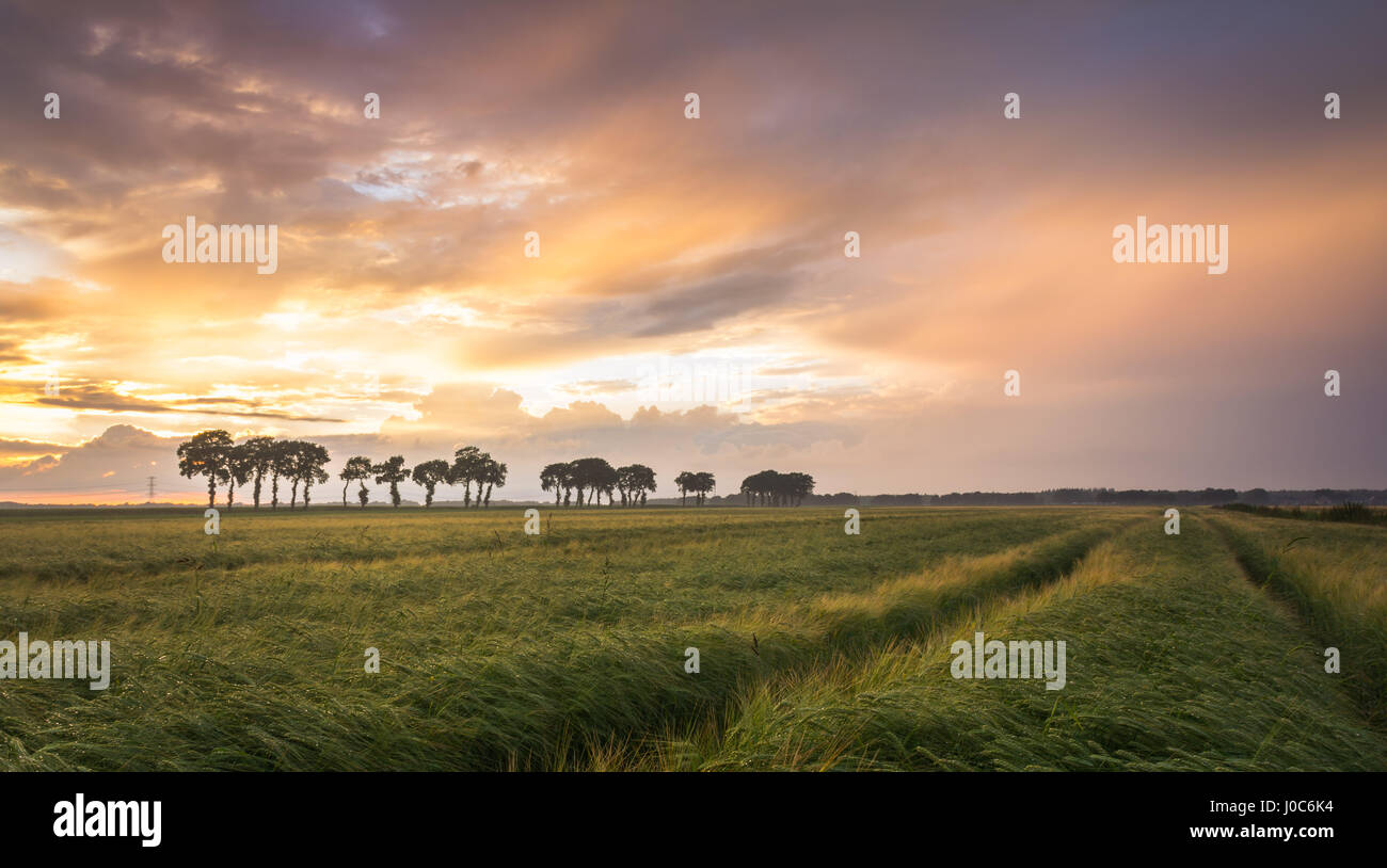 Schönen Himmel über einem Weizenfeld bei Sonnenuntergang in Holland Stockfoto
