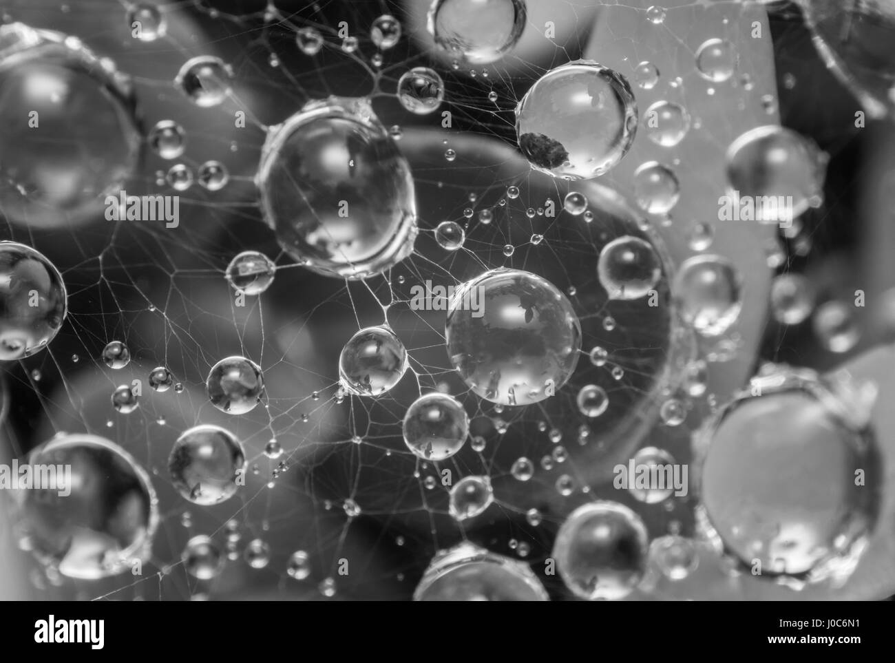 Abstrakte Fotografie Regen Tropfen in einem Spinnennetz. Schwarz / weiß Stockfoto