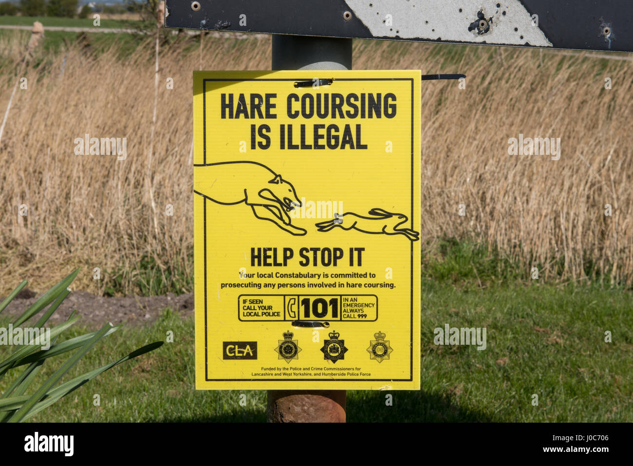 Hase Coursing ist illegale Zeichen Stockfoto
