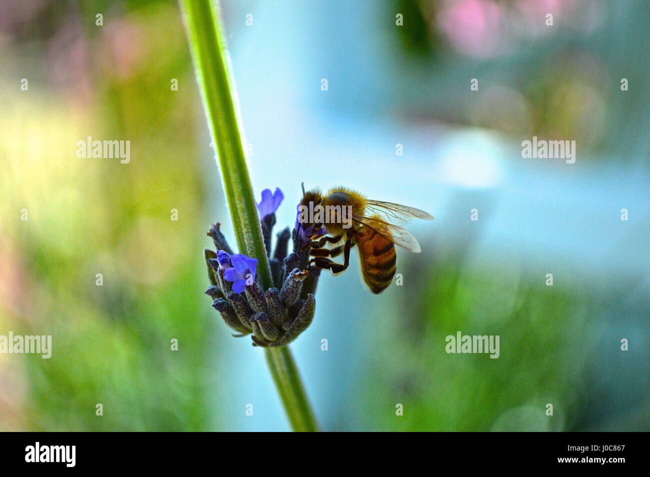 Biene auf Lavendel Blume Stockfoto