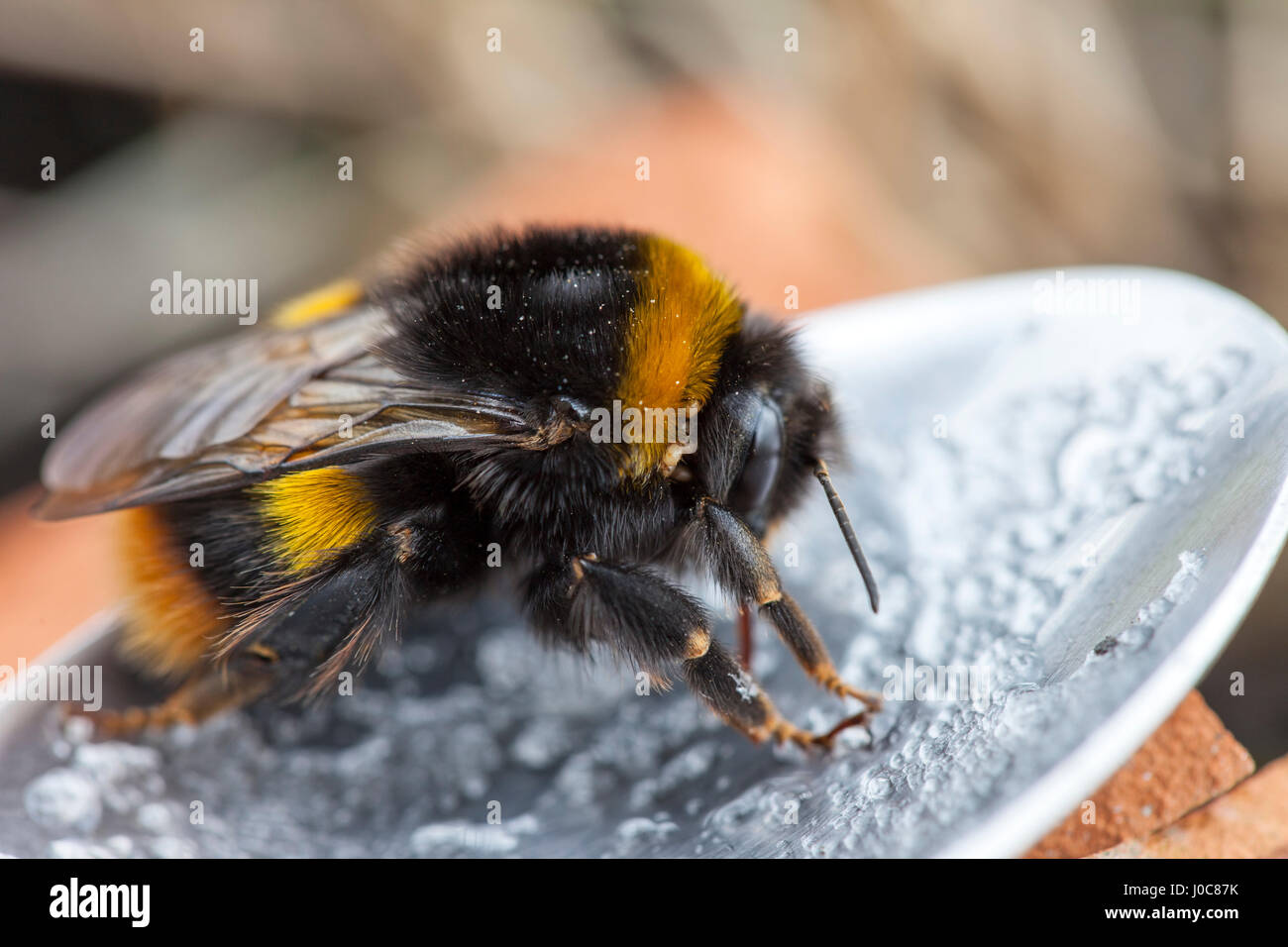 Pollen beschichtete frühe Bumblebee Bombus pratorum mit Milben beigefügt Fütterung auf einer Zuckerlösung aus einem Löffel in einer Zuckerwasserlösung beschichtet. VEREINIGTES KÖNIGREICH Stockfoto