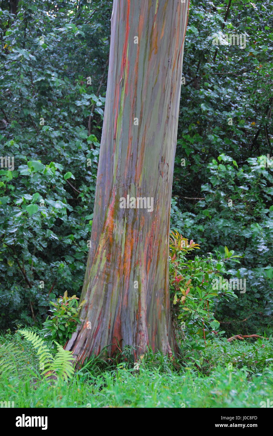 Regenbogen Eukalyptus Baum Auf Maui Stockfotografie Alamy