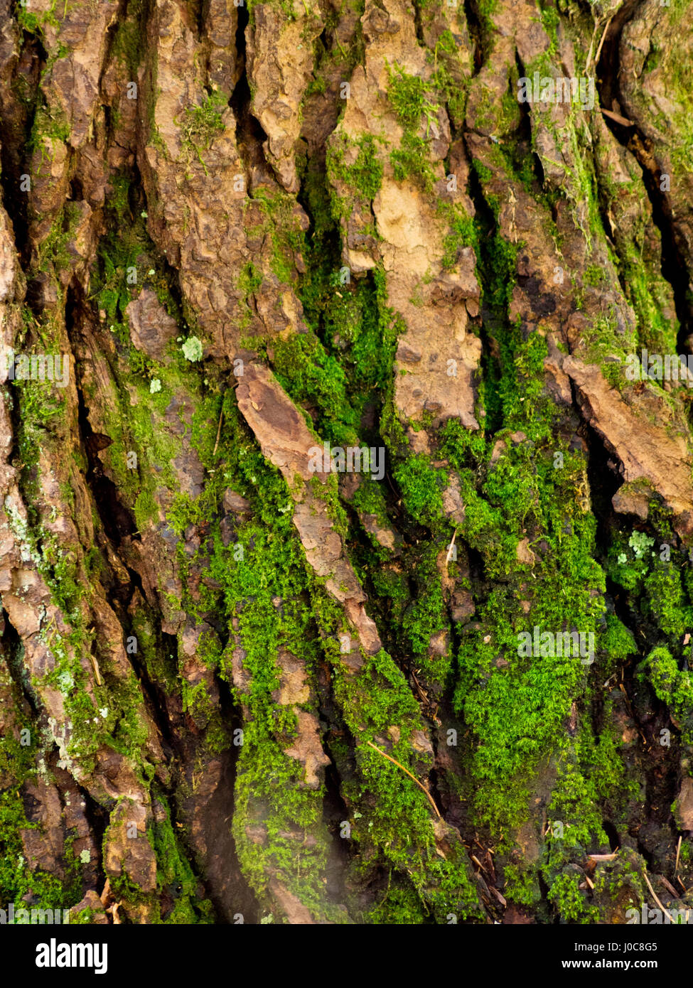 Detail der grünen Moos auf der Rinde eines Baumes im Bear Brook State Park in New Hampshire. Stockfoto