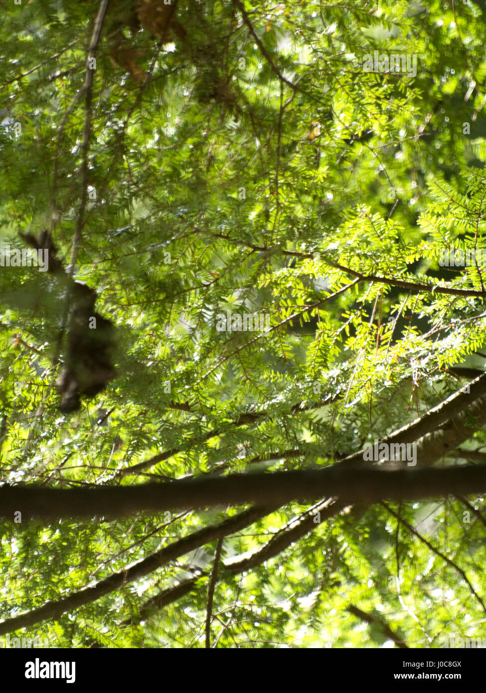 Hintergrundbild mit Tannenzweigen Baum im Sonnenlicht. Stockfoto