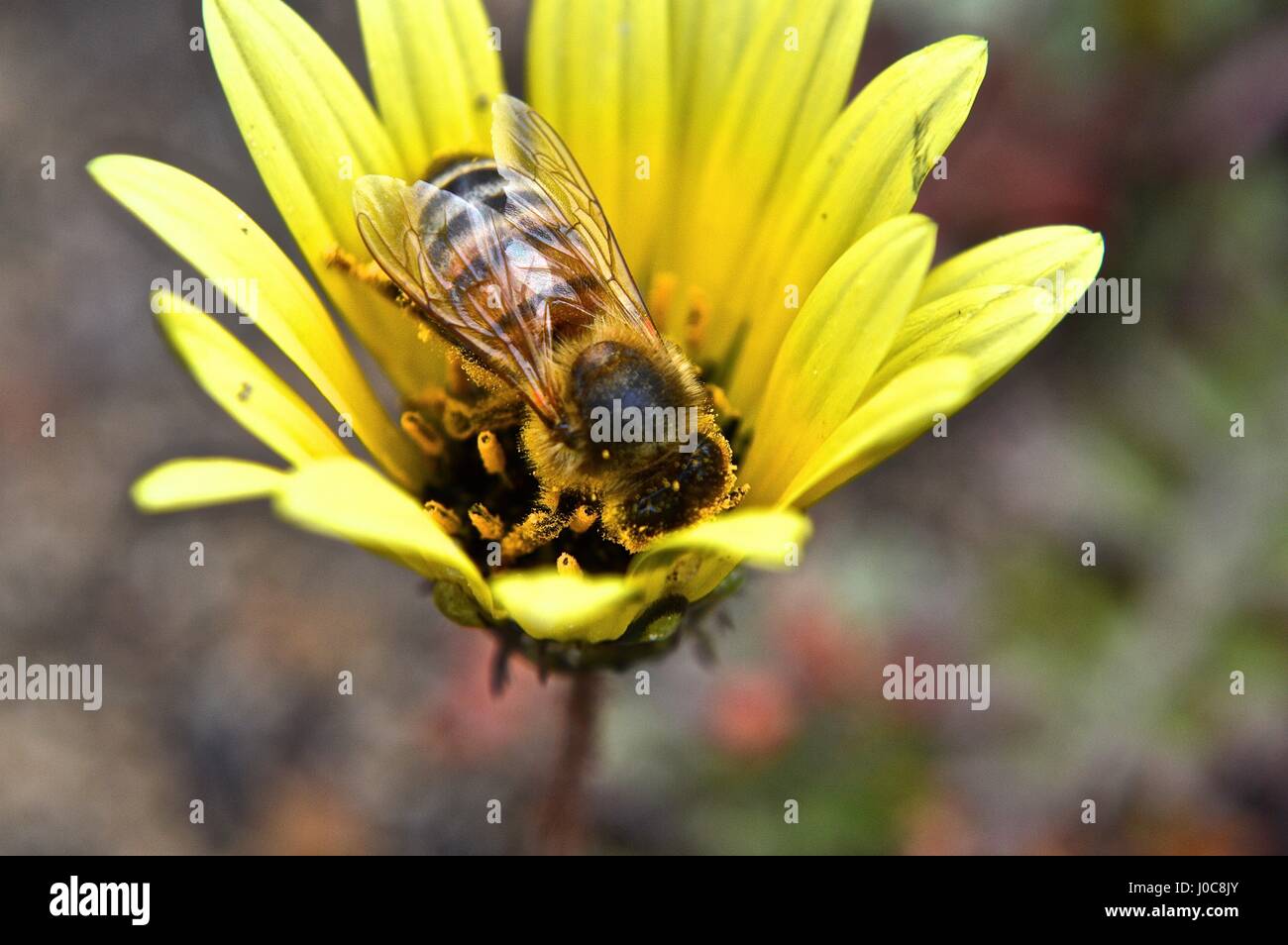 Biene in eine gelbe Blume Stockfoto
