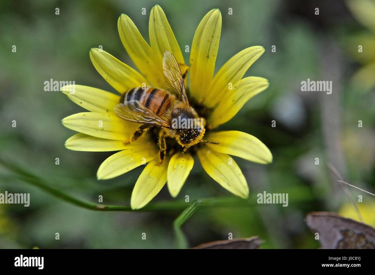 Biene in eine gelbe Blume Stockfoto