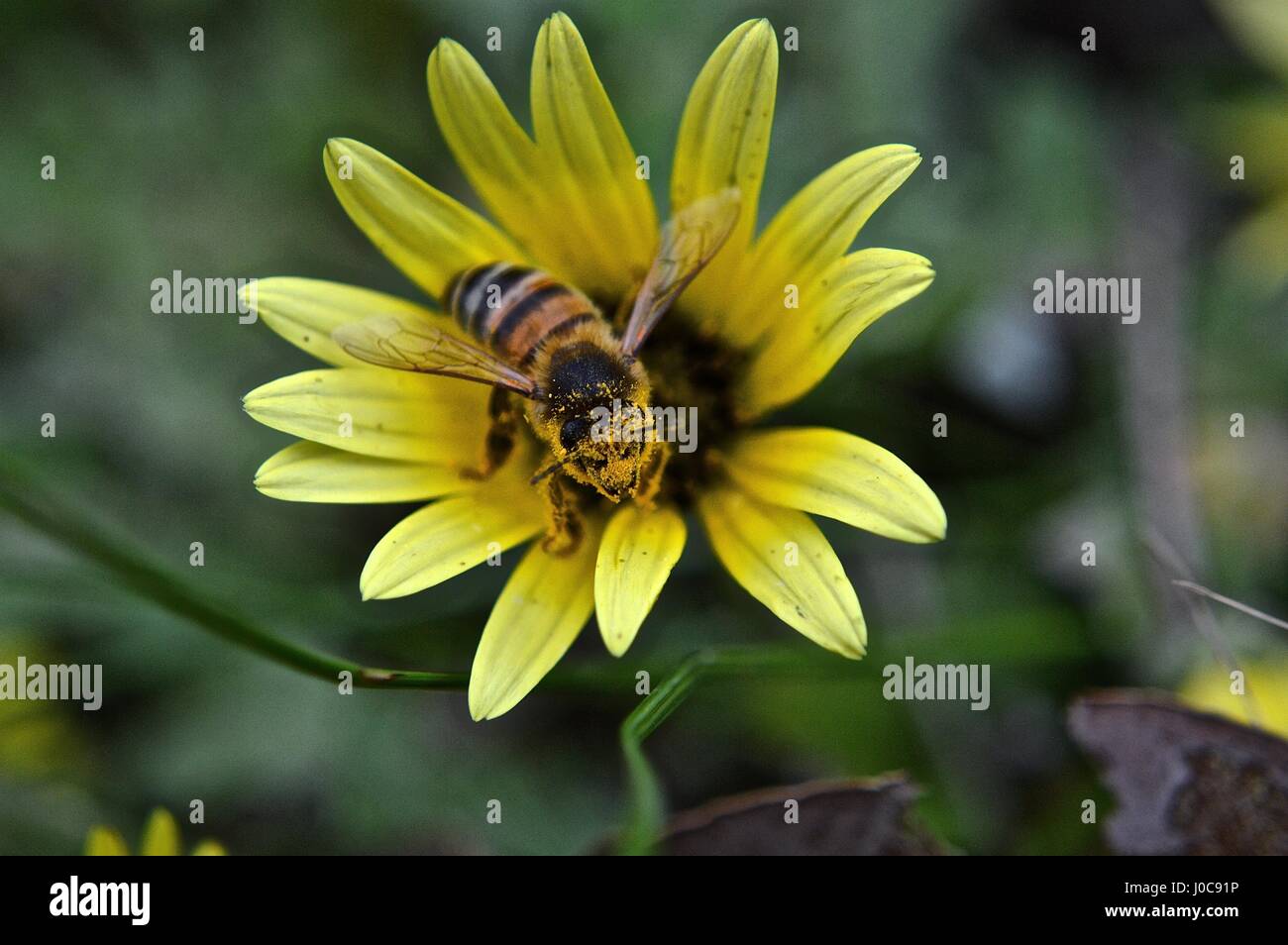 Süße Biene verlassen eine Blume mit Pollen auf dem Gesicht Stockfoto