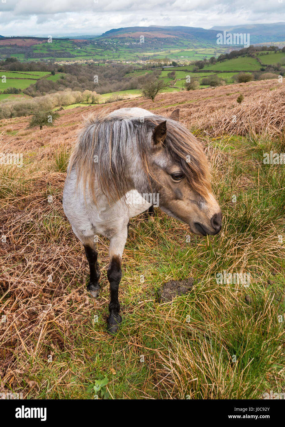 Walisische wildes Pony in den Brecon Beacons National Park mit Black Mountains im Hintergrund. Wales, UK, April Stockfoto