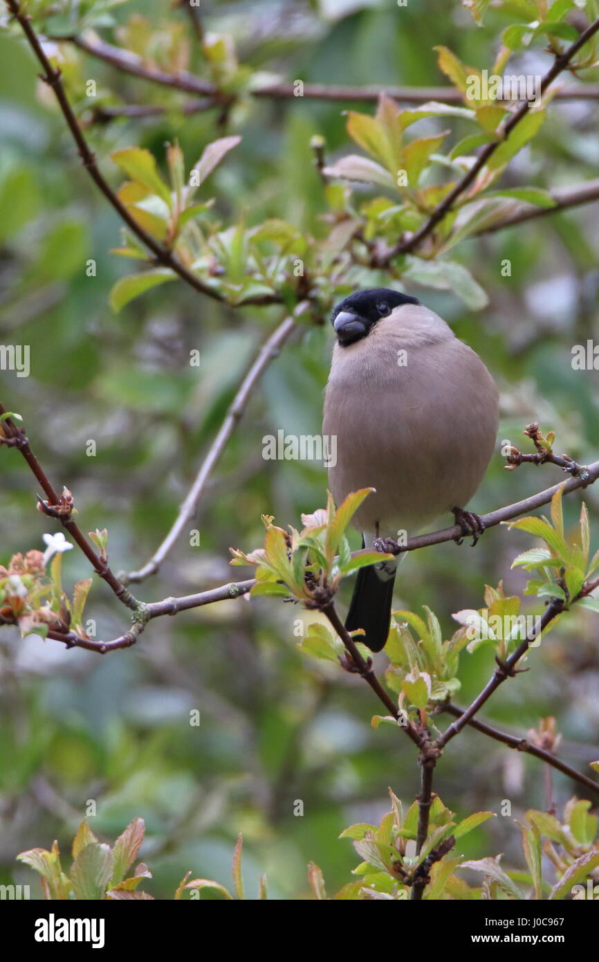 Vogel gimpel Fotos und Bildmaterial in hoher Auflösung Alamy