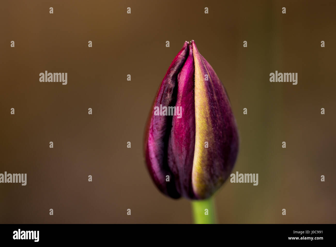 Lila Tulpe Bud Stockfoto