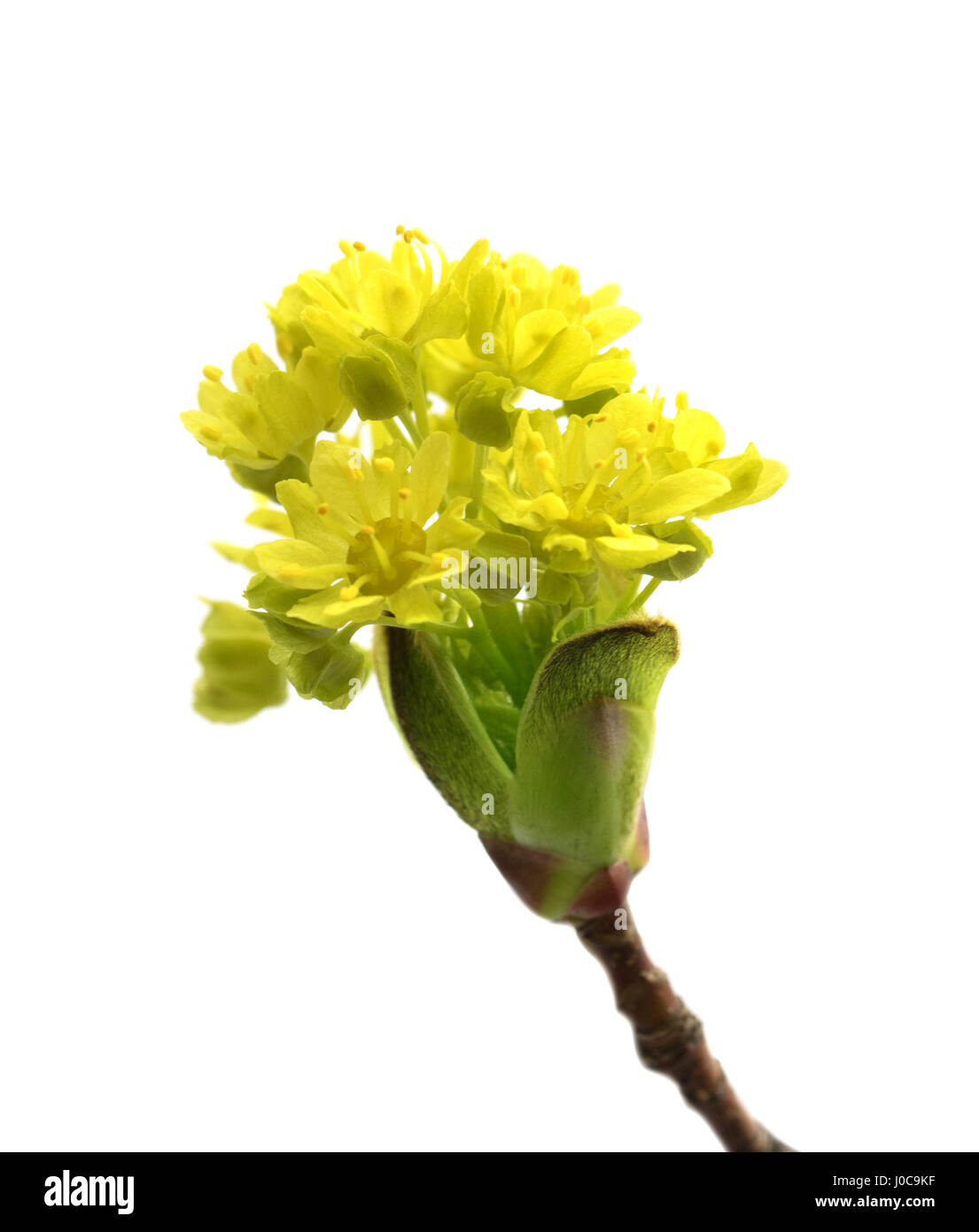 Blühende Frühlingszweige von Ahorn. Isoliert auf weißem Hintergrund Stockfotografie