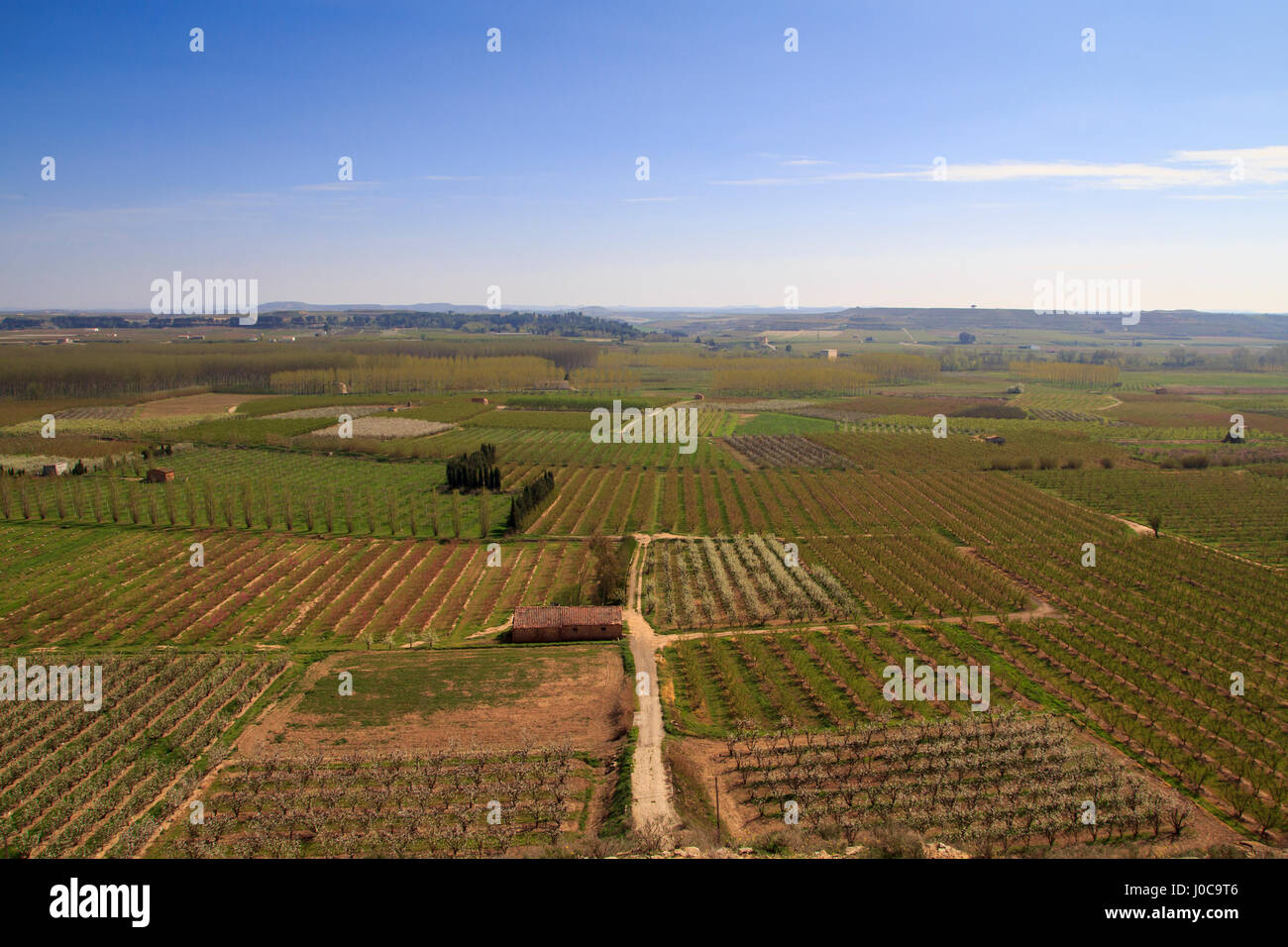 Obstbäume-Felder im Frühling, bunte Landwirtschaft Stockfoto