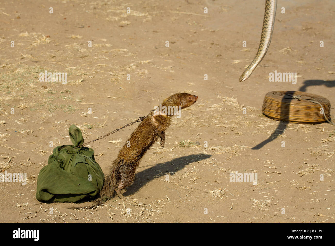 Mungo, die versuchen, die Schlange fangen auf Roadshow, Indien, Asien Stockfoto