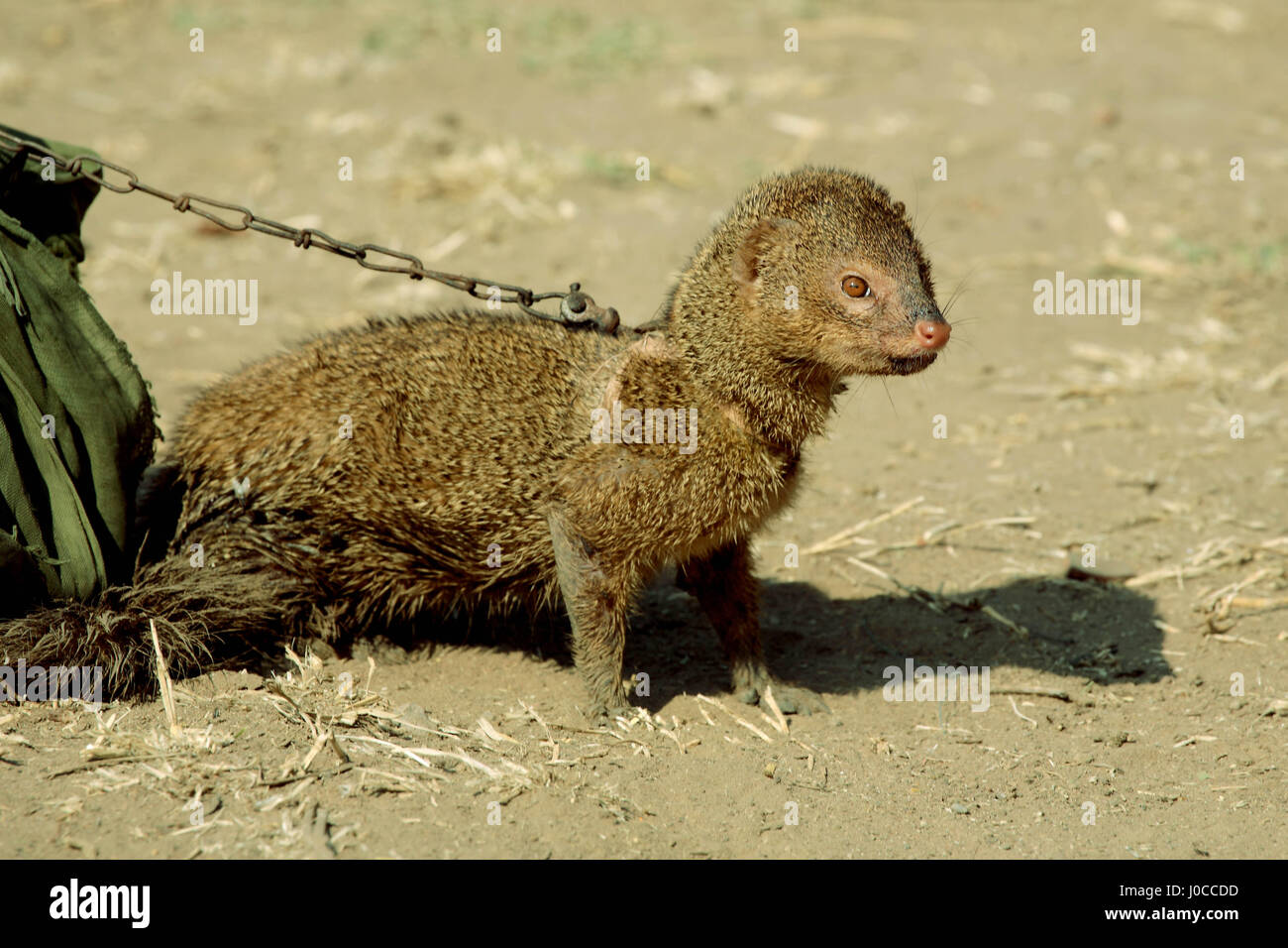 Mongoose zu einer Kette, Indien gebunden, Asien Stockfoto