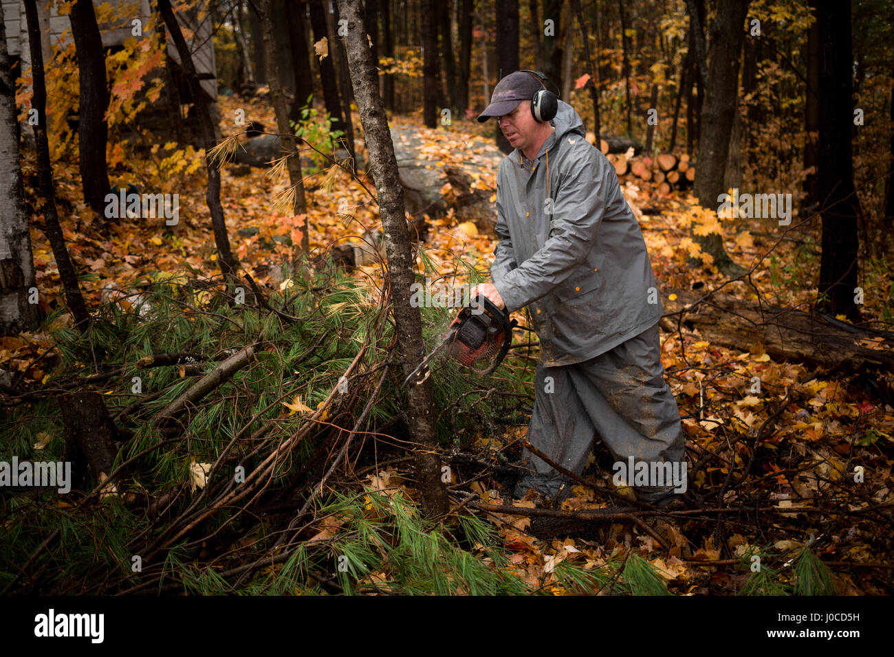 Reifer Mann mit Kettensäge im herbstlichen Wald, Upstate New York, USA Stockfoto