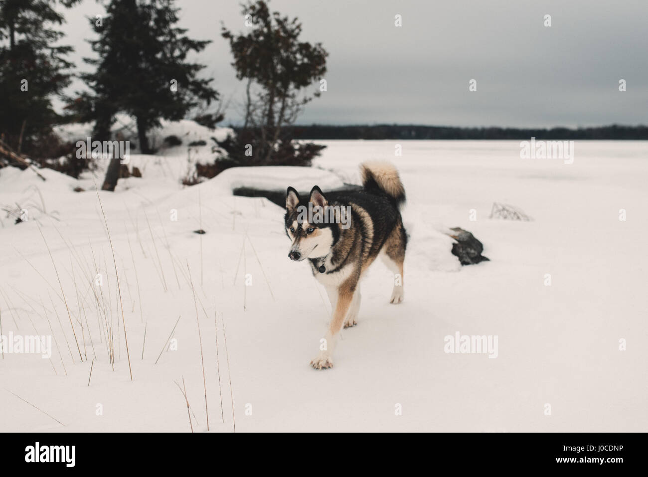 Husky Hund wandern im Schnee bedeckt Landschaft Stockfoto