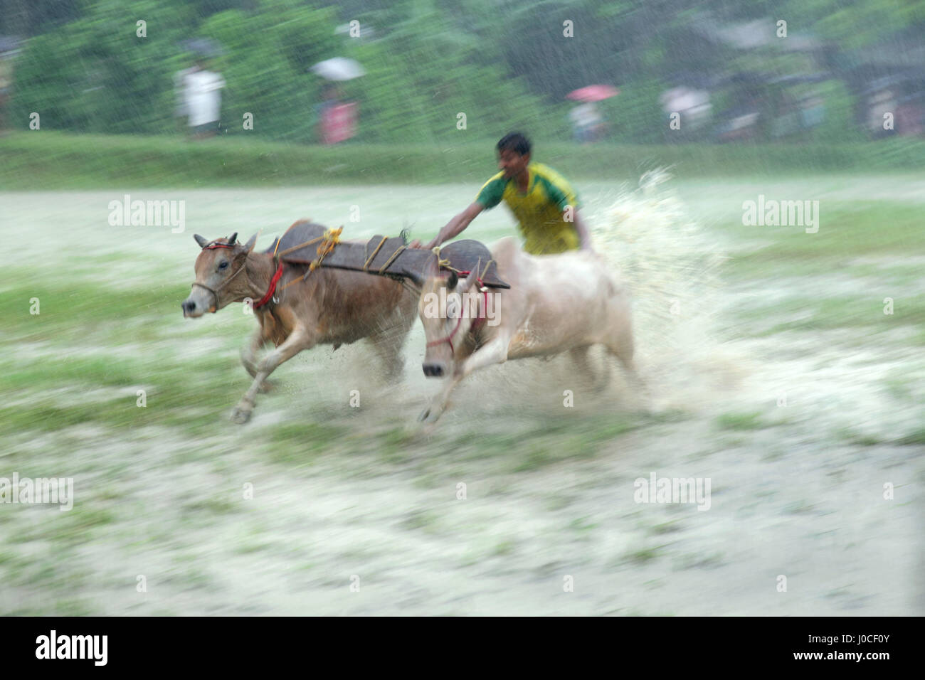 Stier-Rennen, Westbengalen, Indien, Asien Stockfoto