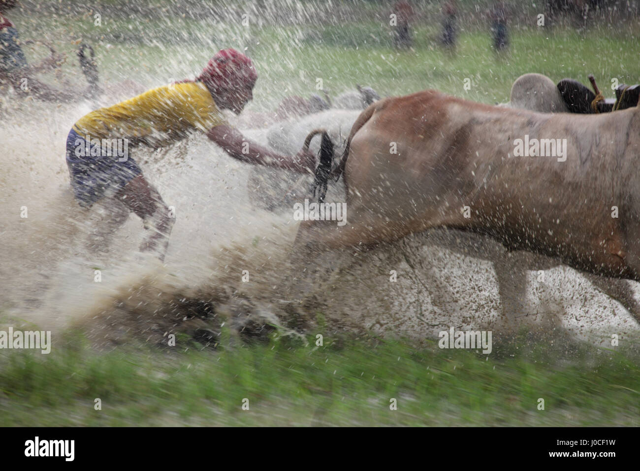 Stier-Rennen, Westbengalen, Indien, Asien Stockfoto
