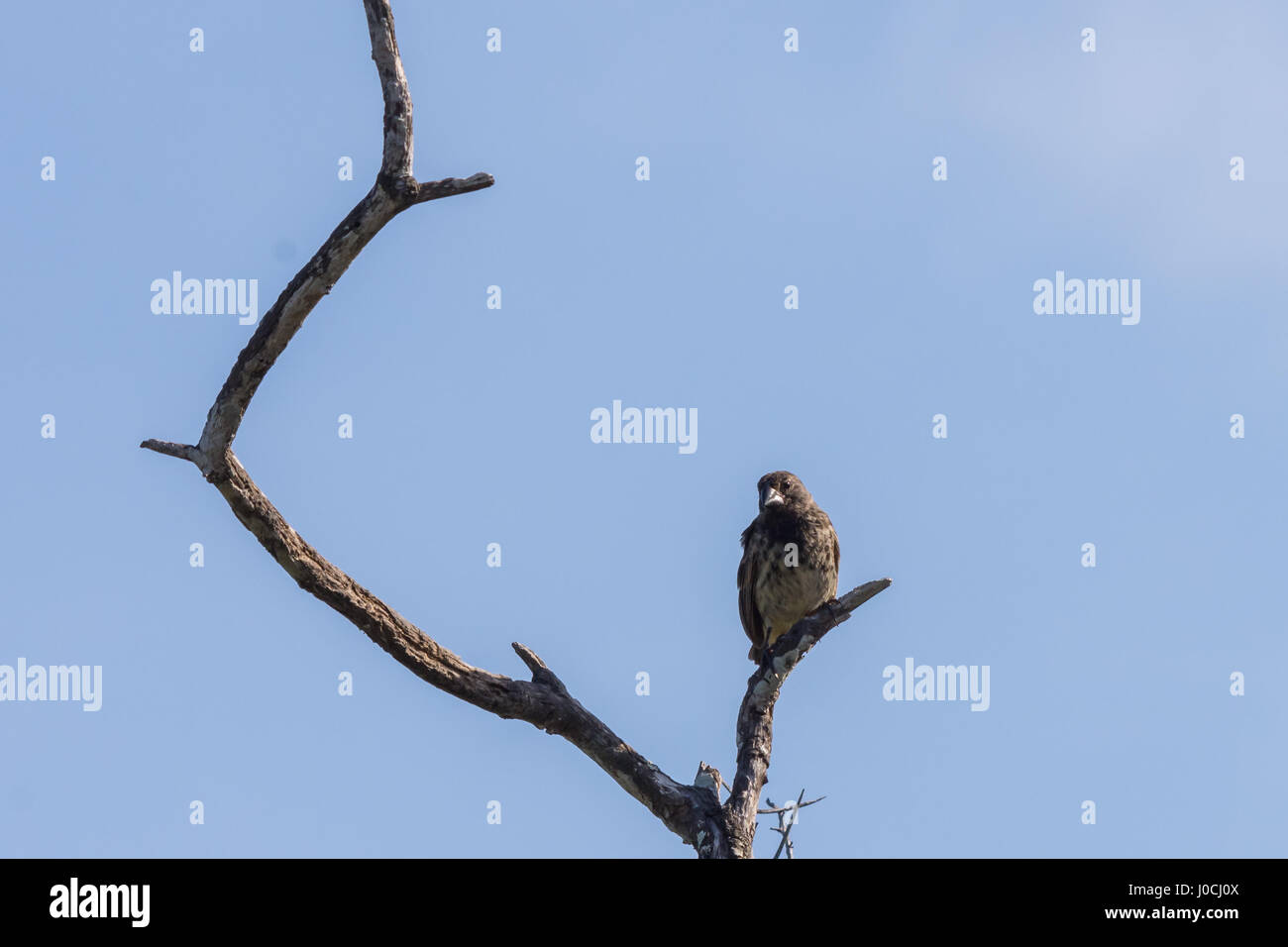 Ein Darwin Finken thront in einem Baum auf der Insel Isabela, Galapagos, Ecuador. Stockfoto