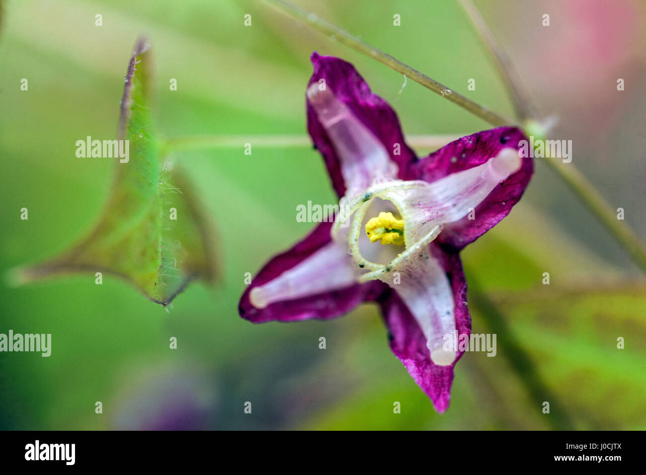 Epimedium rubrum Blume Nahaufnahme Bischofshut Stockfoto