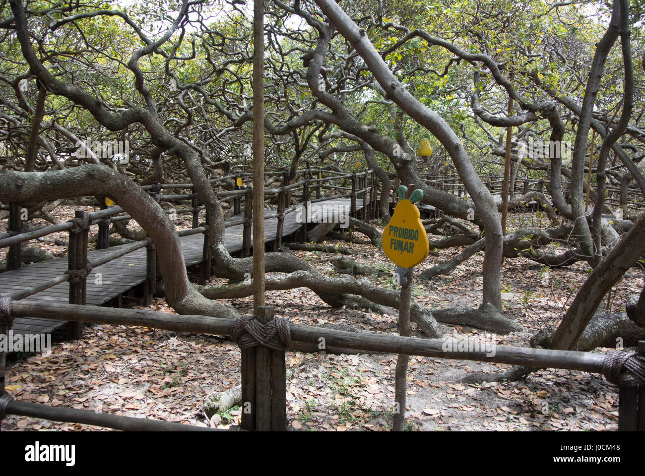 In der weltweit größten Cashew-Baum, Natal, Brasilien Stockfoto