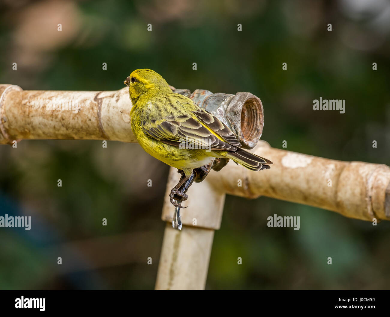 Goldene Weaver Stockfoto