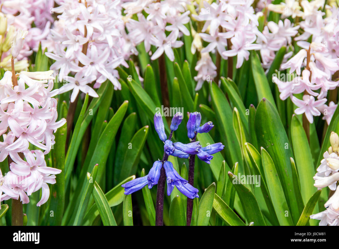 Rosa und lila Hyazinthen im Garten Stockfoto
