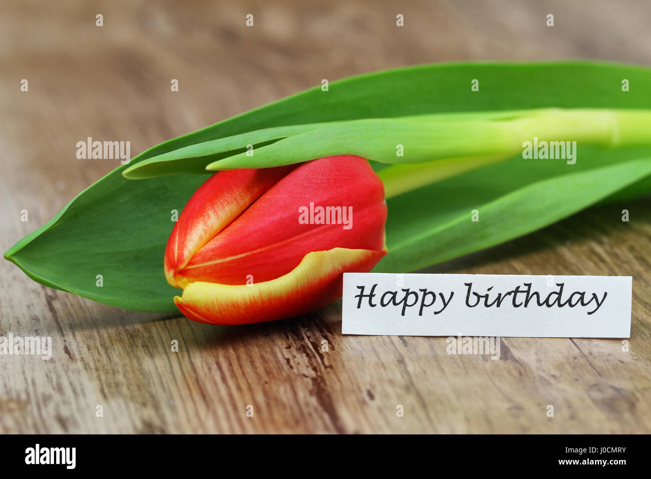 Glücklich Geburtstagskarte mit eine bunte Tulpe auf Holzuntergrund Stockfoto