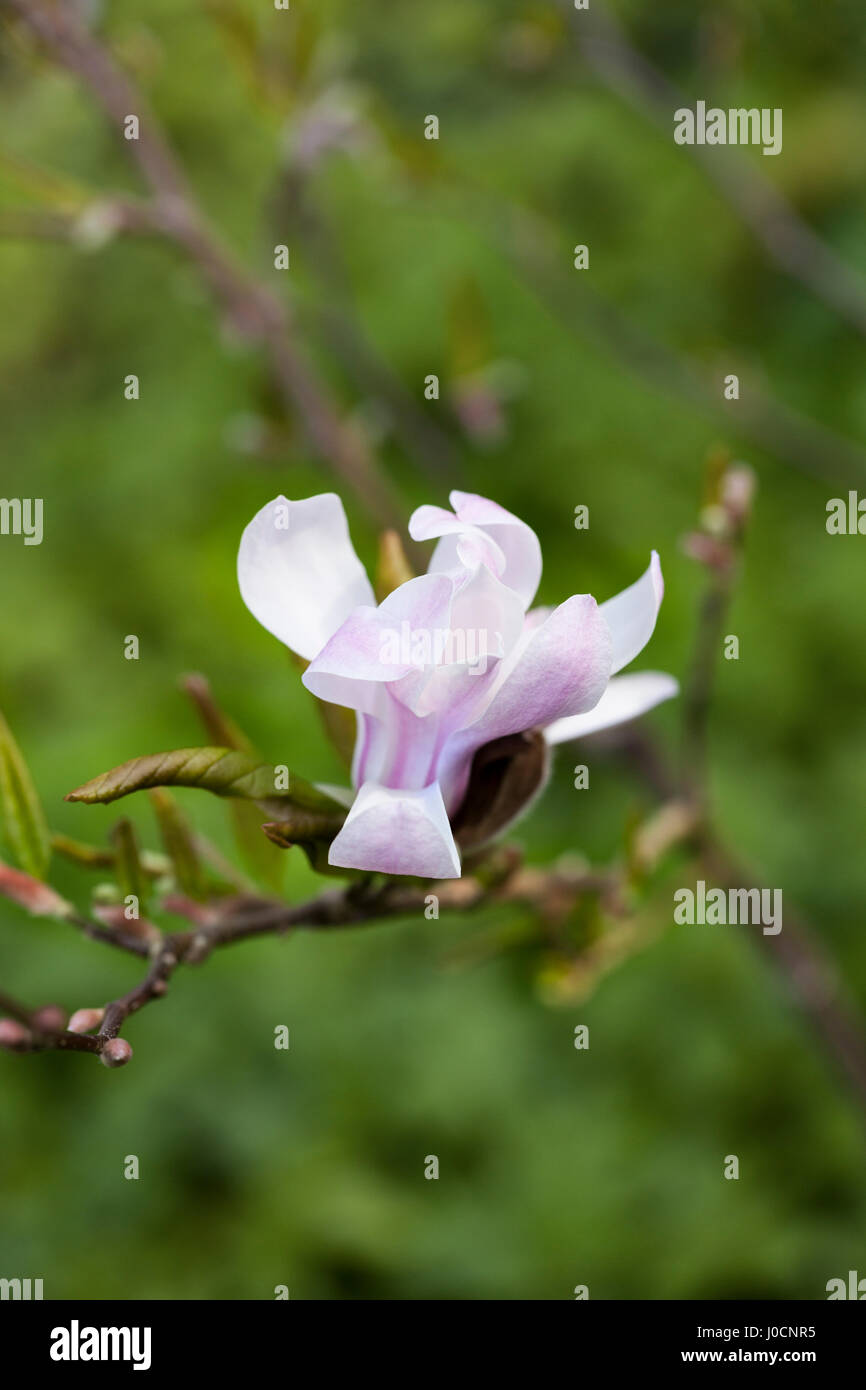 Magnolia Stellata Rosea Blüte in einem Englischen Garten, in der Nähe Stockfoto