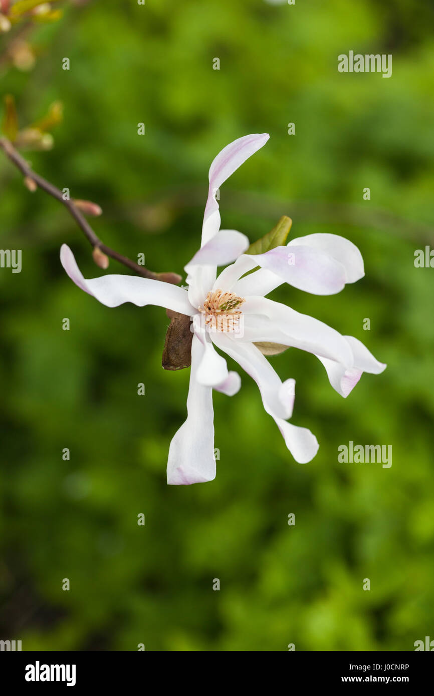 Magnolia Stellata Rosea Blüte in einem Englischen Garten, in der Nähe Stockfoto