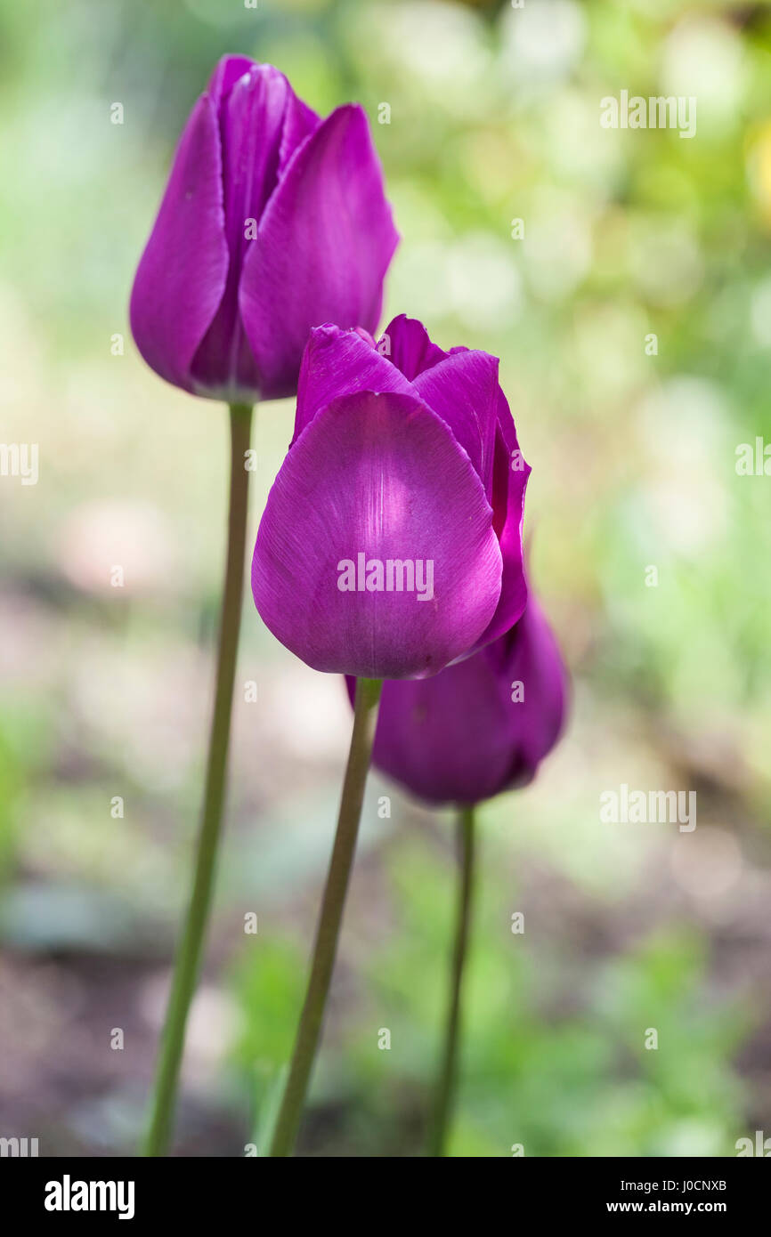 Nahaufnahme von Tulip Greuze, die in einem englischen Frühlingsgarten blüht, Großbritannien Stockfoto