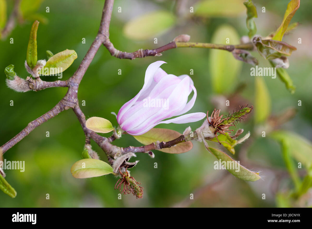 Nahaufnahme der Magnolia X Loebneri Blüte in einem Englischen Garten Stockfoto